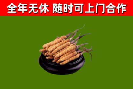 东山烟酒回收冬虫夏草.jpg