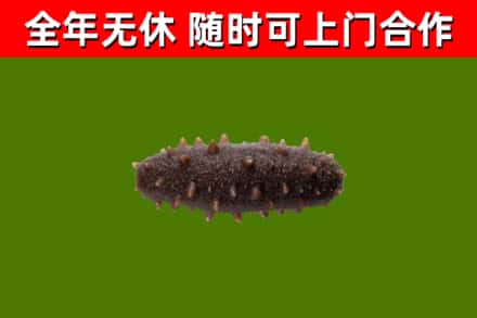 东山烟酒回收干海参.jpg